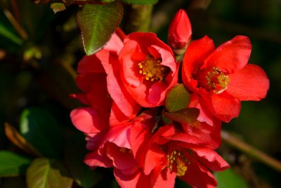 Chaenomeles japonica - kdoulovec japonský - květ